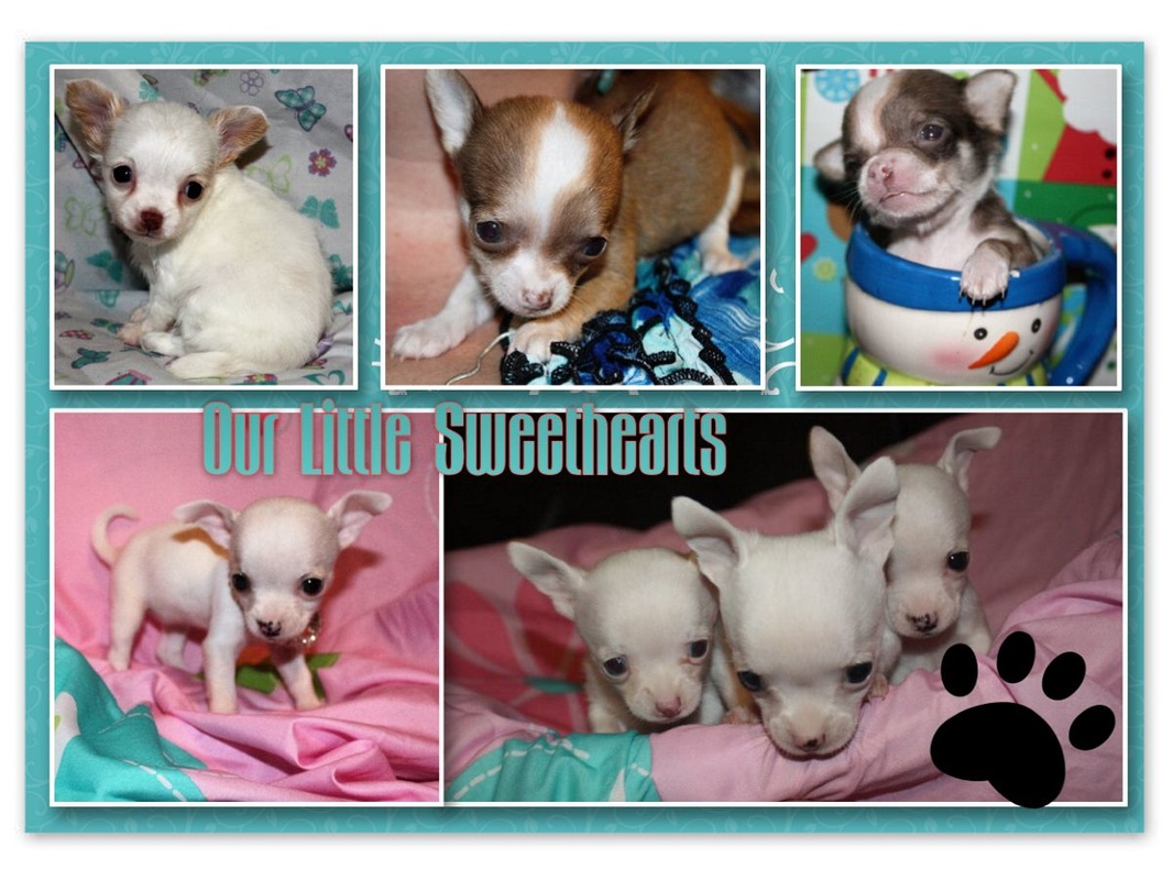 chihuahua breeders in the southeast
